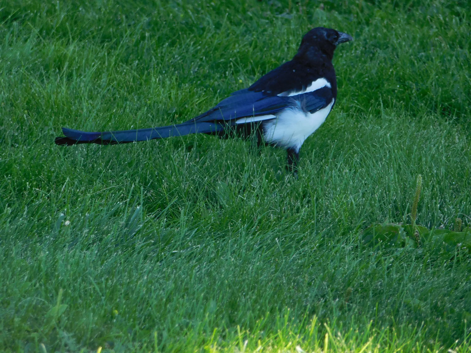 Magpie